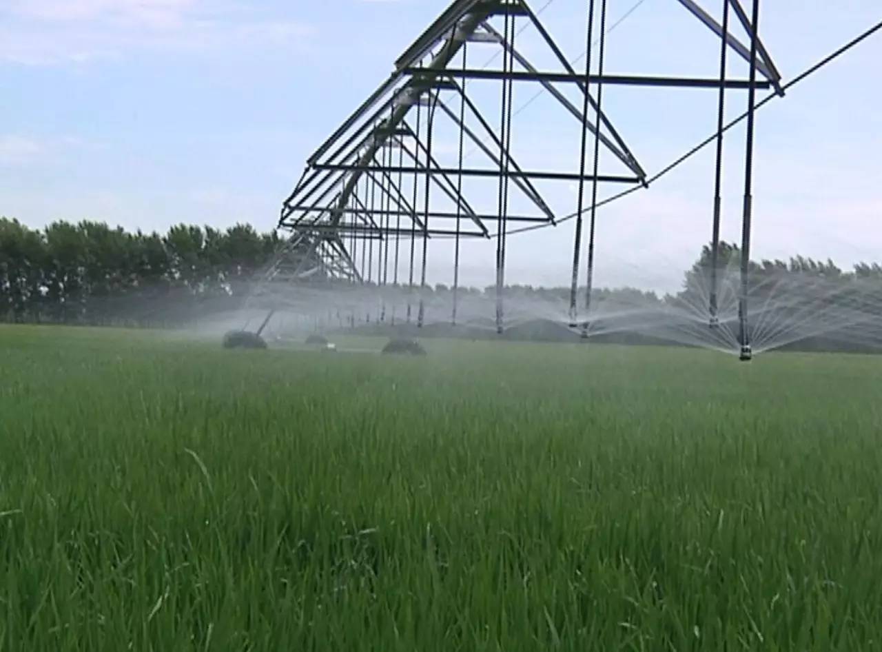 最新直播稻技术揭秘,小巷深处的稻田直播秘境探索