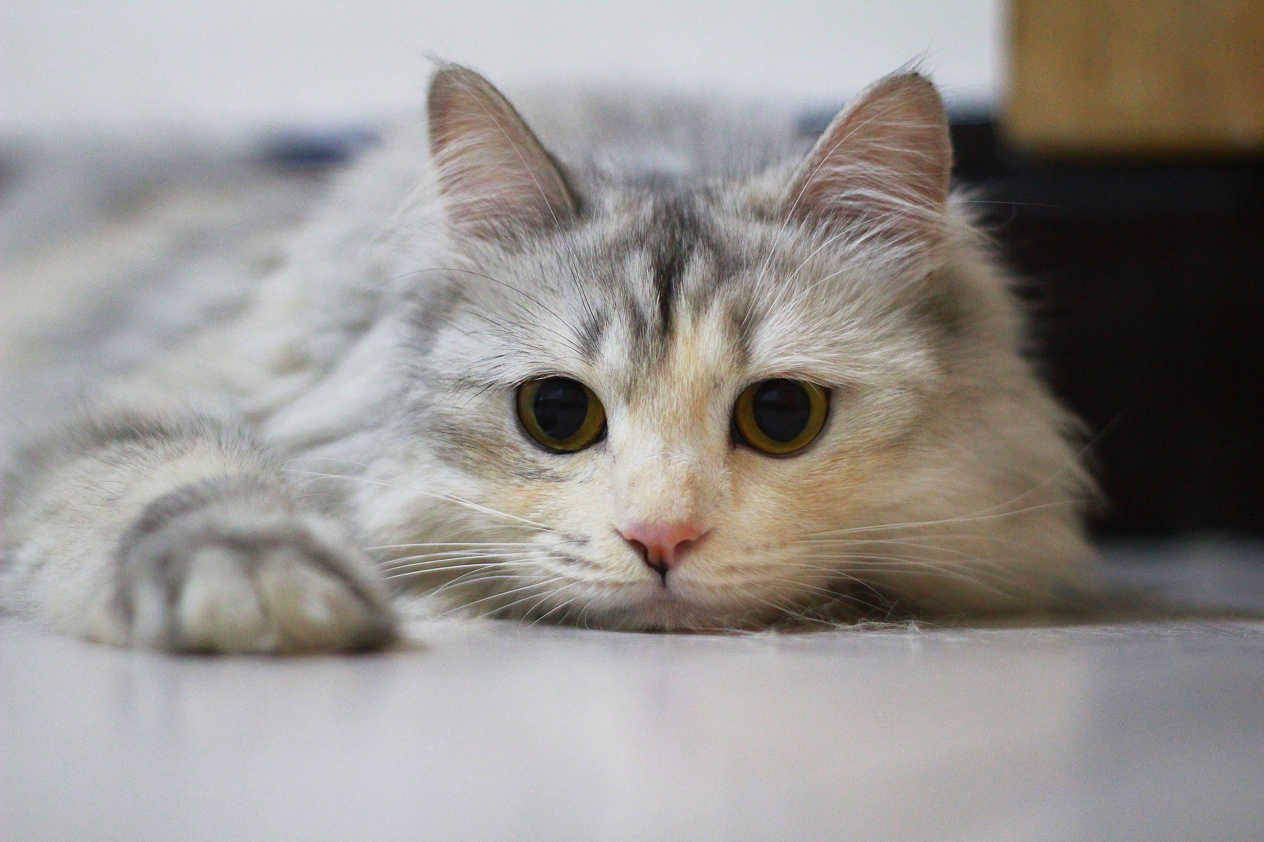 喵咪最新下载攻略,无限畅玩等你来!