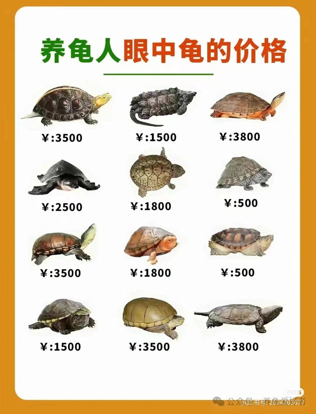 草龟最新价格及市场走势多元观点分析