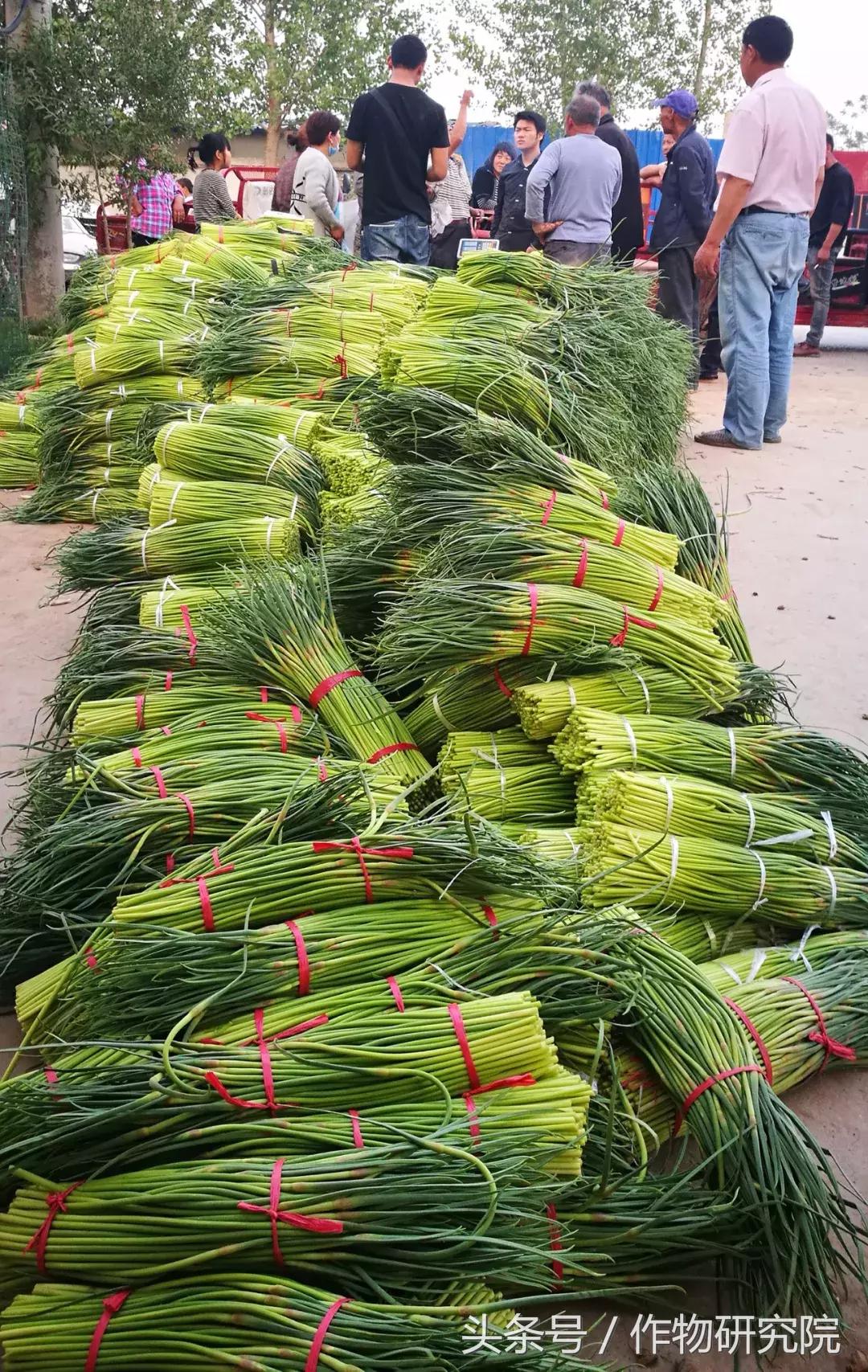 大蒜的奇妙旅程与温馨故事，最新大蒜资讯报道