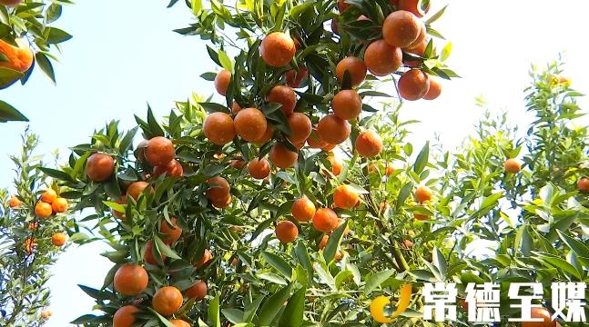 澧县道路最新规划详解及步骤指南