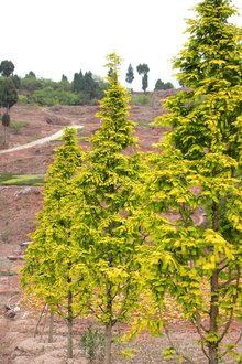 最新彩叶树种种植与养护指南，从选种到养护一步到位！