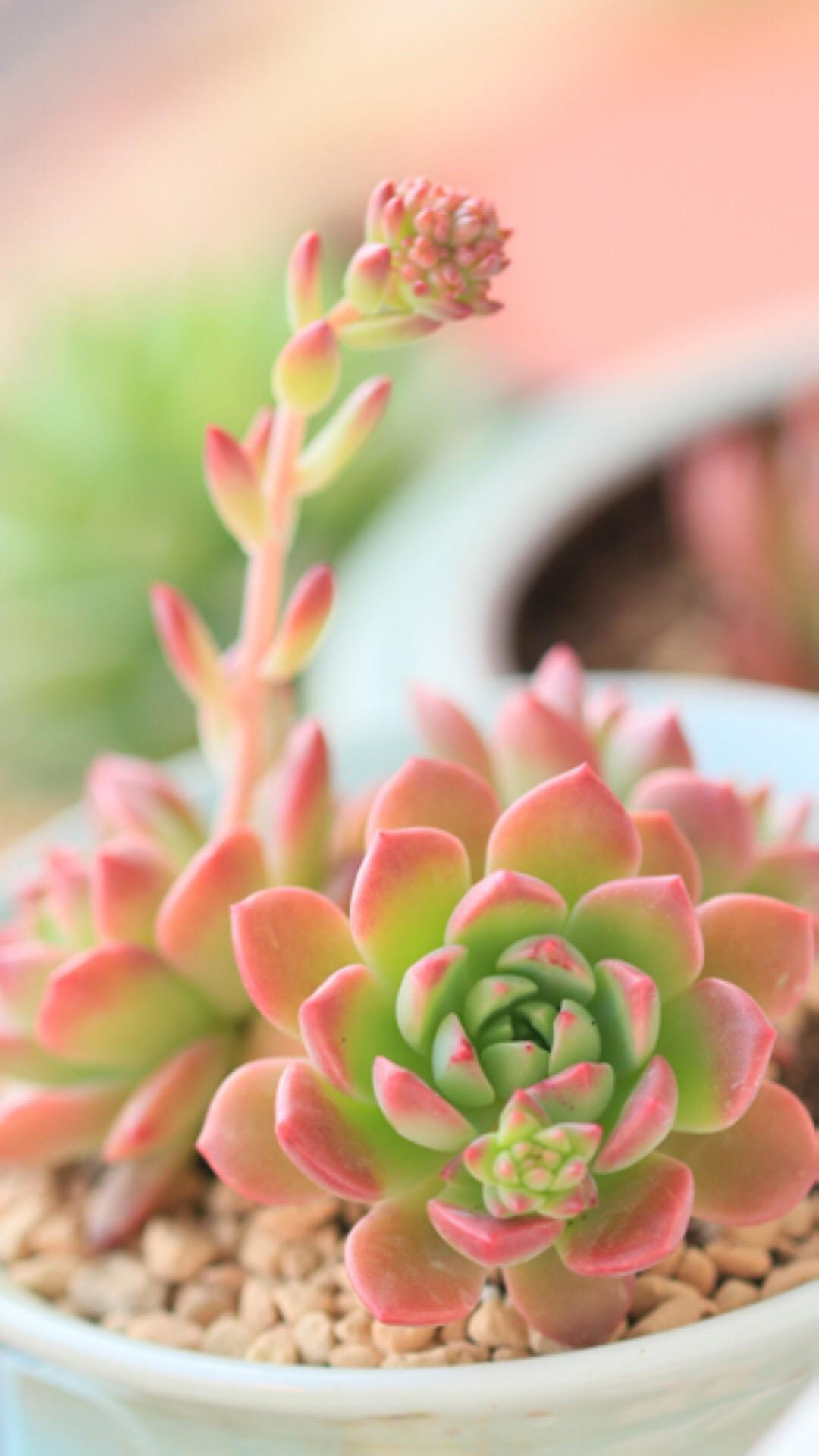 最新多肉植物，独特的植物美学观点探讨