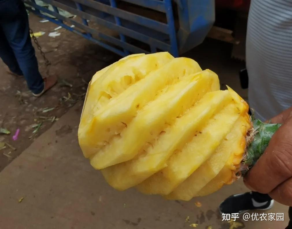 徐闻菠萝最新价格及市场走势分析,多方观点解读市场动态