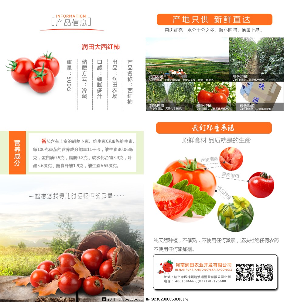 安徽西红柿产地探秘，自然美景与鲜美西红柿的邂逅之旅