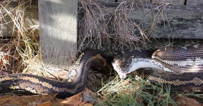 澳洲小哥科技潮流先锋,体验前沿高科技产品引领潮流新风向