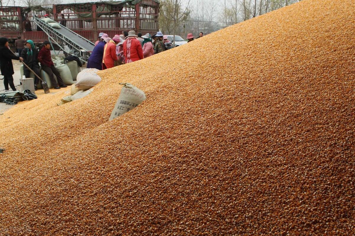 玉米最新价格,与自然美景相遇,寻找内心的宁静之旅