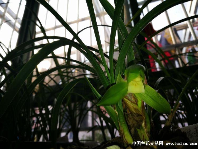 最新魁兰价格及深度分析