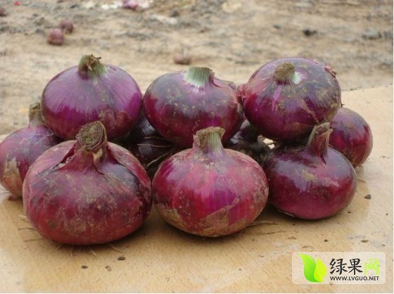 🌟洋葱今日市场最新价格🌟