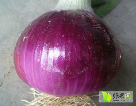 🌟洋葱今日市场最新价格🌟