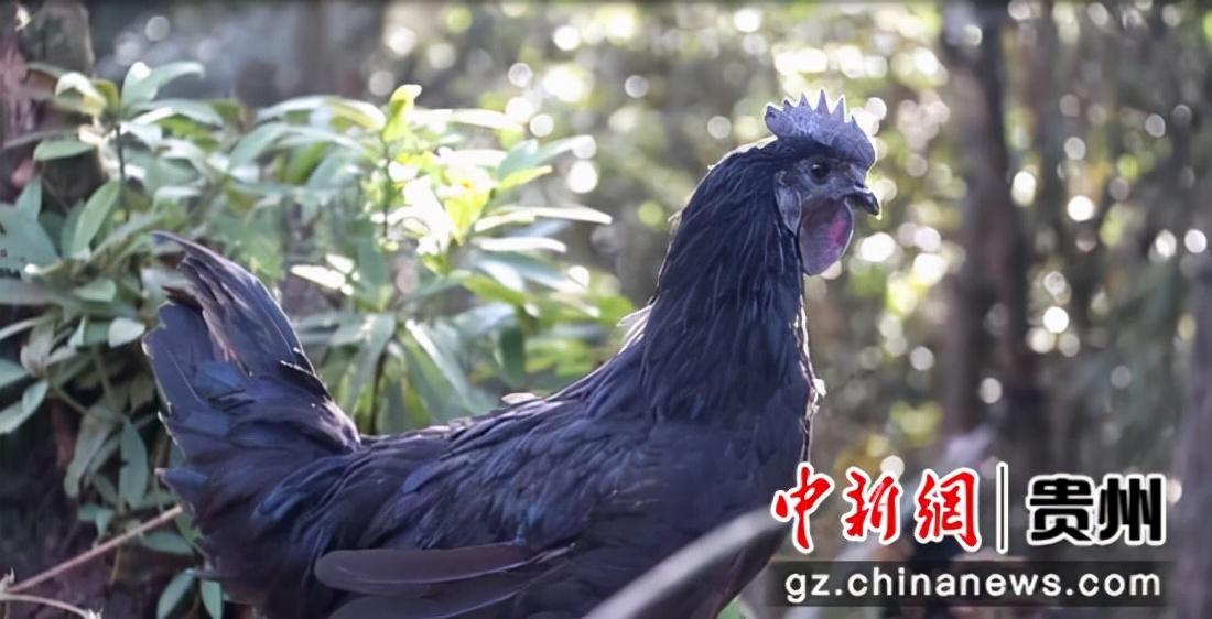 普安最新新闻,科技新品引领未来生活新潮