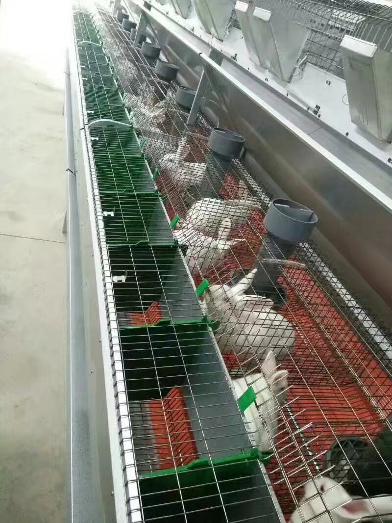 革新养兔行业的力量之源,最新养兔设备介绍与展示