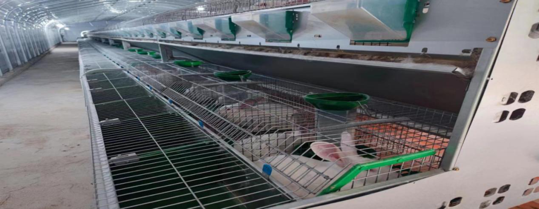 革新养兔行业的力量之源,最新养兔设备介绍与展示