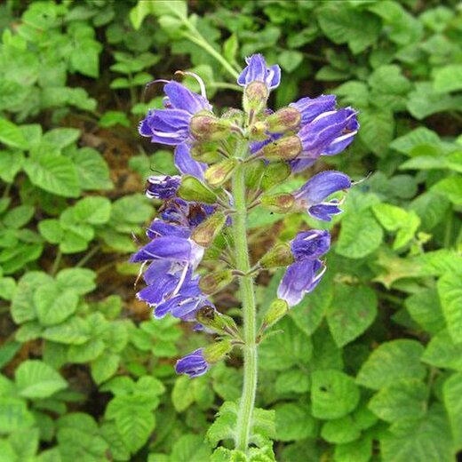 亳州丹参最新价格，市场走势及选购指南全解析