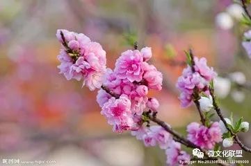 科技巅峰之作桃花开启未来生活新纪元，最新章节预览