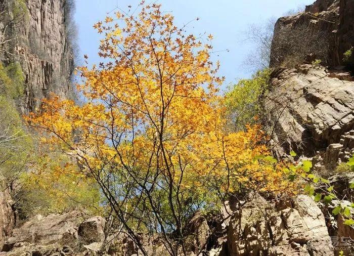 最新赞皇动态解读,聚焦要点,掌握赞皇最新动态