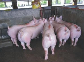 最新仔猪品种选择与饲养指南,品种介绍与饲养步骤全解析