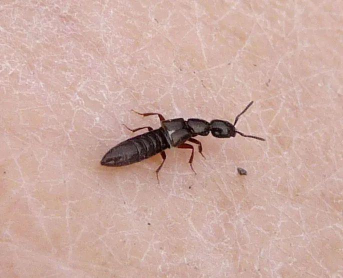 高效应对问题关键策略，最新处理方法详解