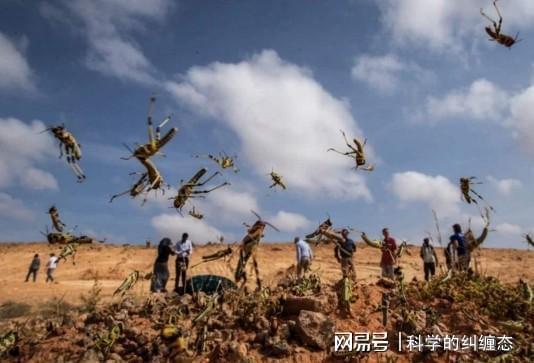 🔥蝗灾最新数据揭秘与分析🔥