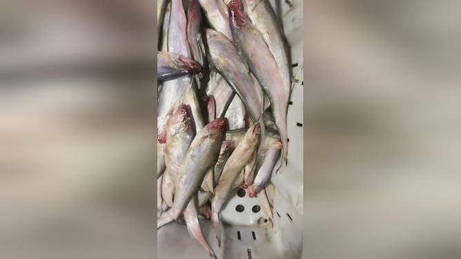 最新鱼视频，海洋生态与观赏鱼文化的精彩交融