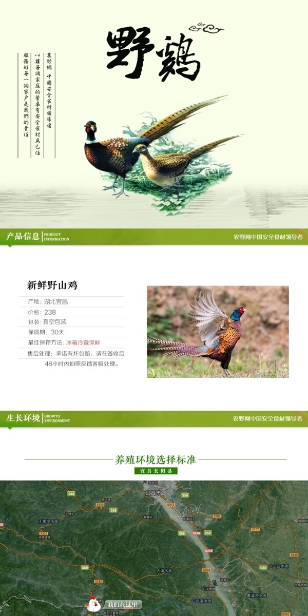 深度剖析,最新山鸡的背景、事件与地位概述