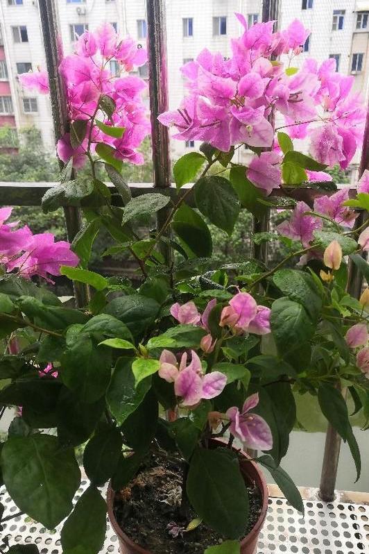 小巷深处的独特花语，最新残花之美