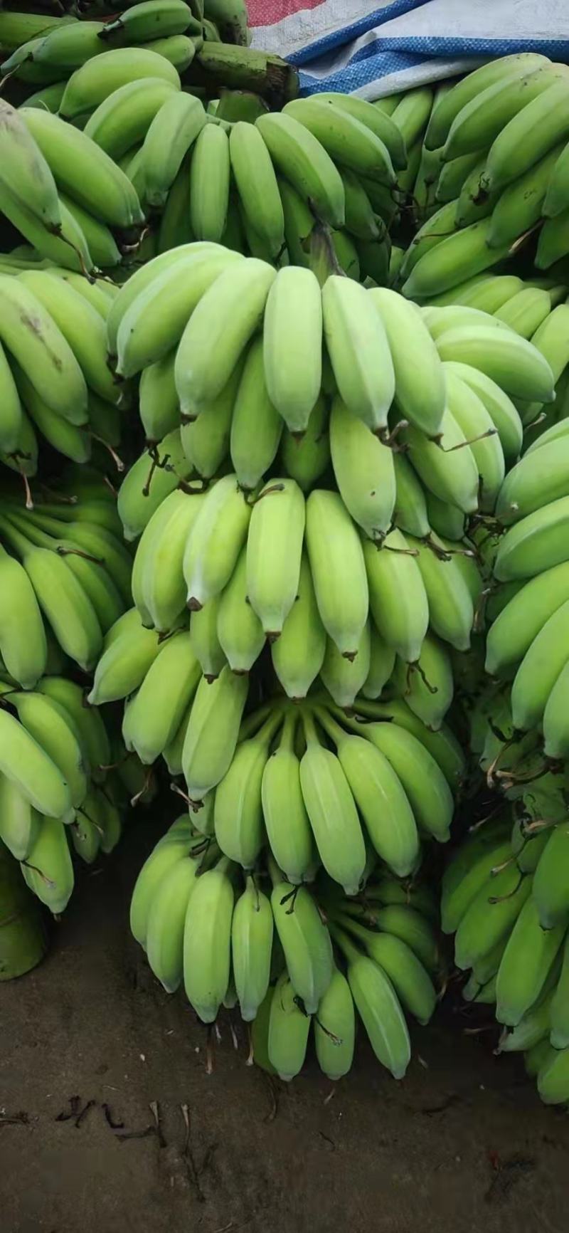 芭蕉最新价格,开启心灵平静的绿色之旅