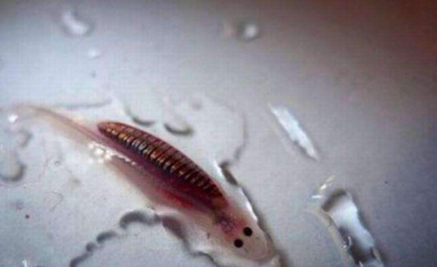 最新鱼人流技术革命,高科技产品重塑未来生活体验