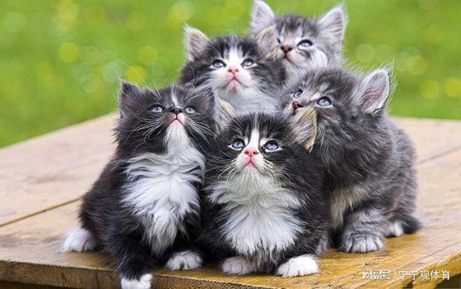 养猫全攻略，从新手入门到进阶者的猫咪养护指南（含最新养猫趋势）