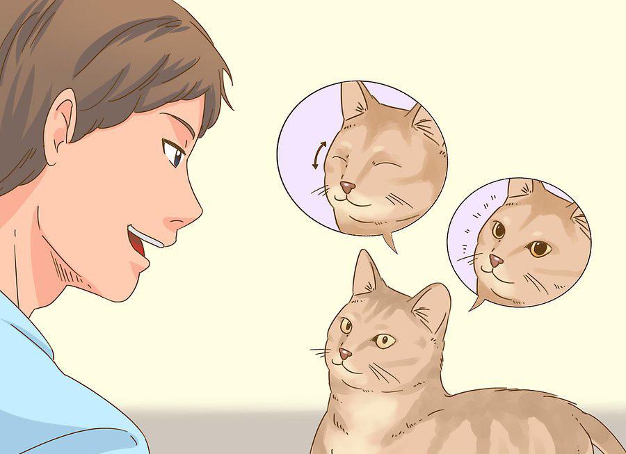 猫咪最新破译，高科技重塑猫奴生活，智能养猫新时代的开启