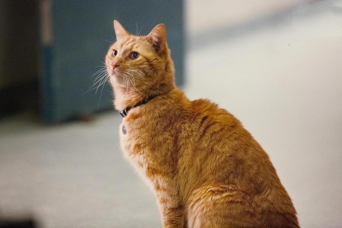 最新橘猫萌态大赏🍊