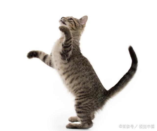 猫咪最新跳转，寻找内心平静的奇妙冒险之旅