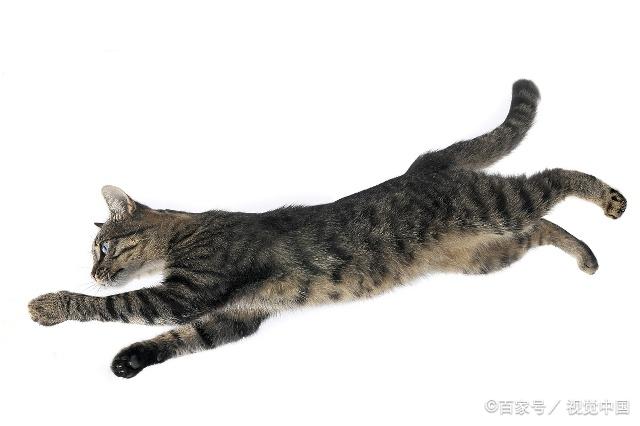 猫咪最新跳转,寻找内心平静的奇妙冒险之旅