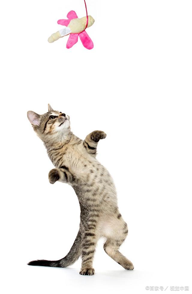 猫咪最新跳转,寻找内心平静的奇妙冒险之旅