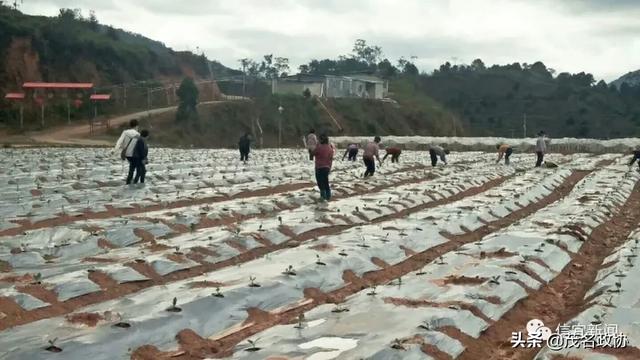 信宜最新肺炎，理解、应对与关爱