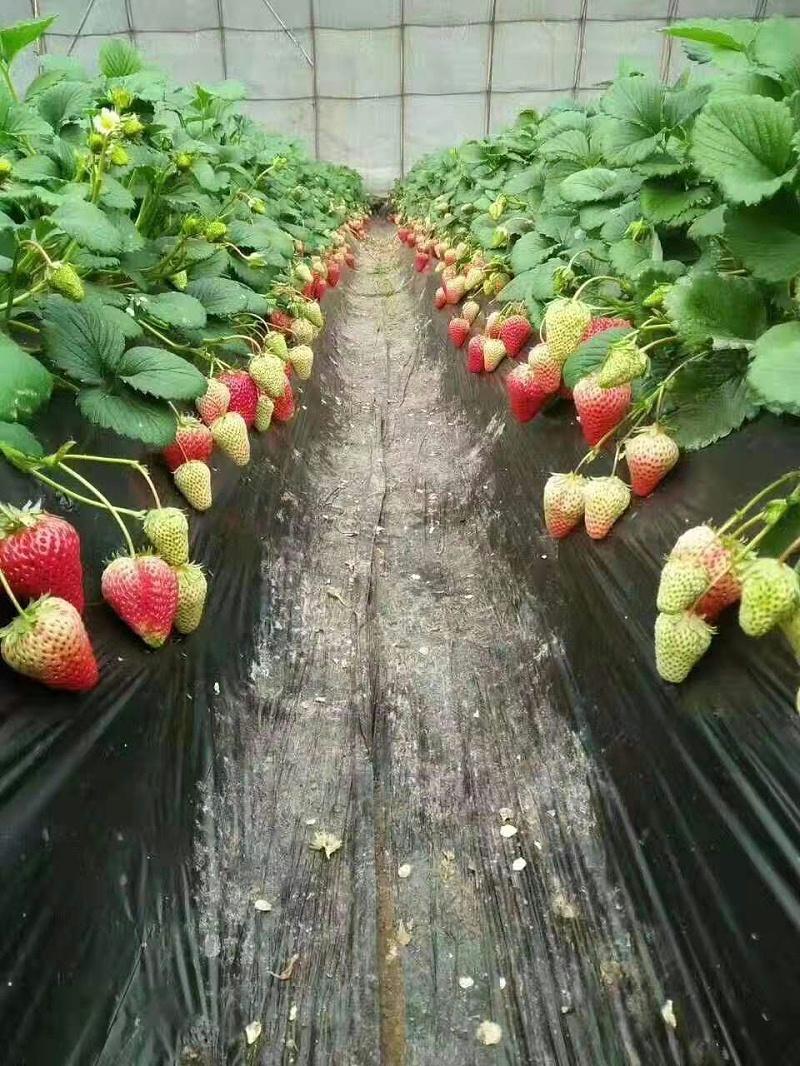 草莓最新在线现象的深度探讨