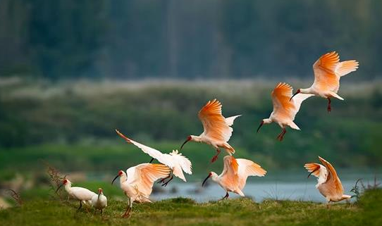 朱鹮最新动态报道
