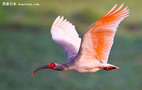 朱鹮最新动态报道