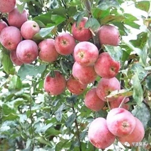 西太后爱心包最新系列，时尚与慈善的完美结合，展现独特魅力风采